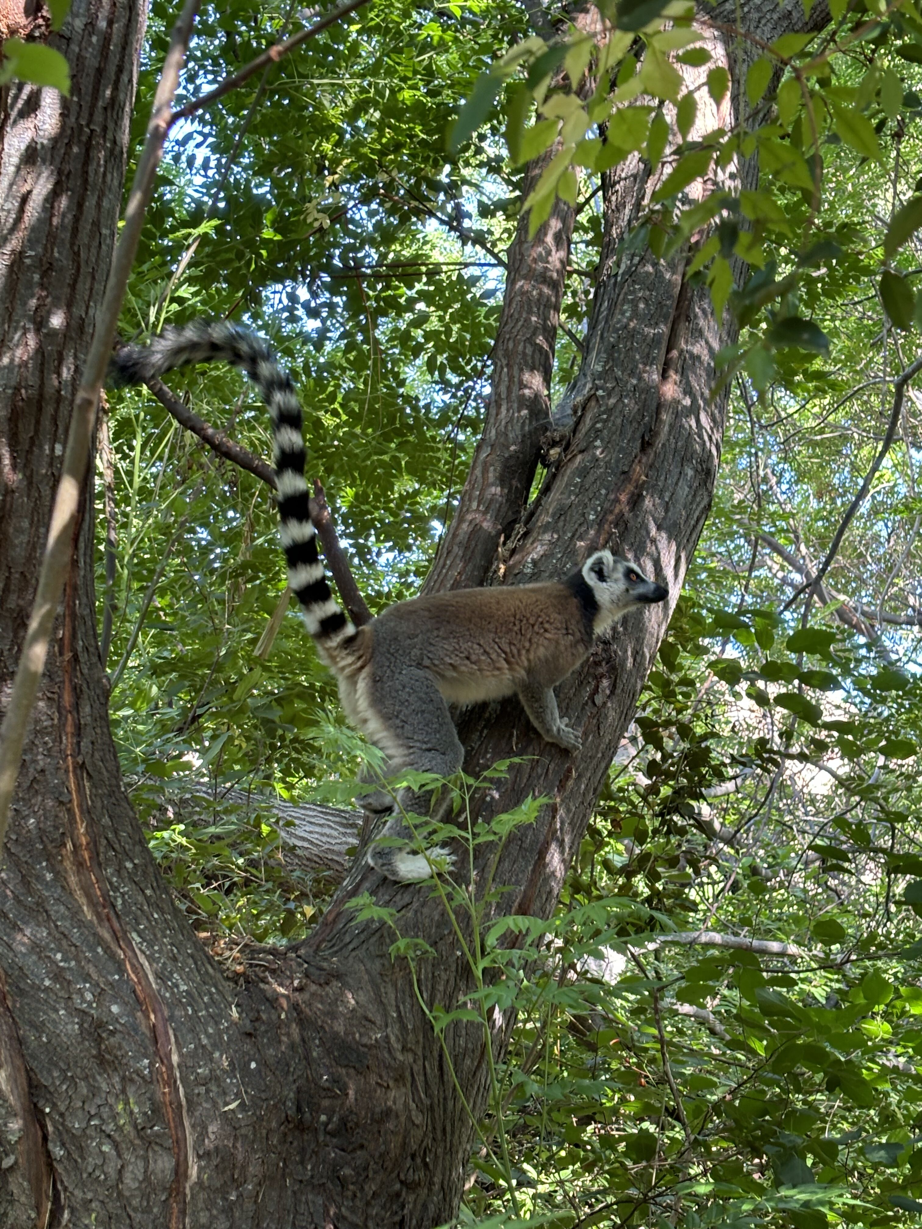 Lemur.