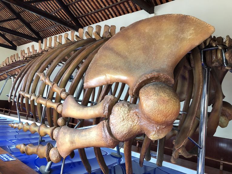 Szkielet ogromnego wieloryba.