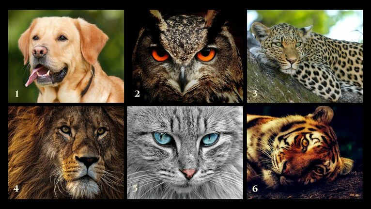 Wybierz zwierzę.