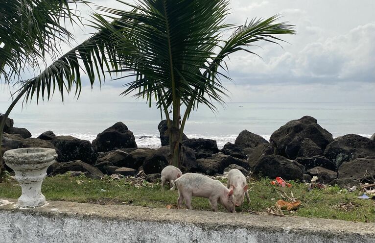 Świnie na plaży.