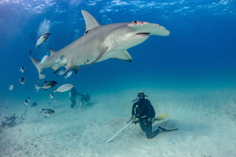 Wyspy Bahama. Nurkowanie z rekinami.