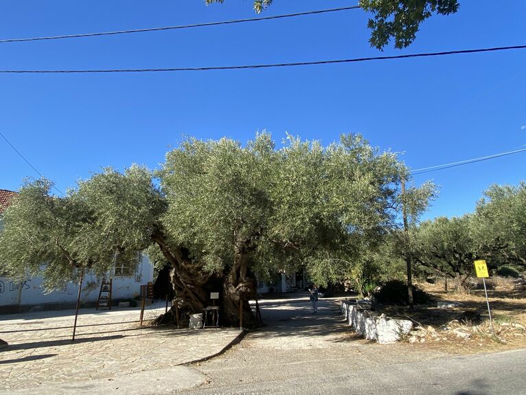 Podobno najstarsze drzewo oliwne na świecie.