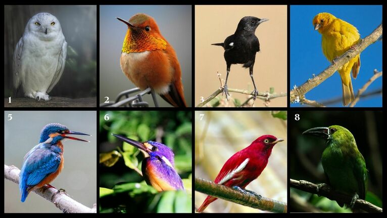 Wybierz najpiękniejszego ptaka.