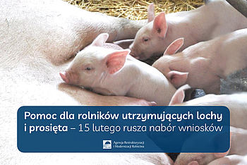 Pomoc dla rolników utrzymujących lochy i prosięta - 15 lutego rusza nabór wniosków ARiMR