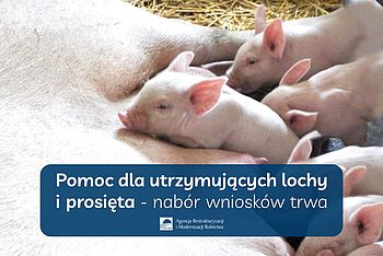 Pomoc dla utrzymujących lochy i prosięta - nabór wniosków trwa |ARiMR