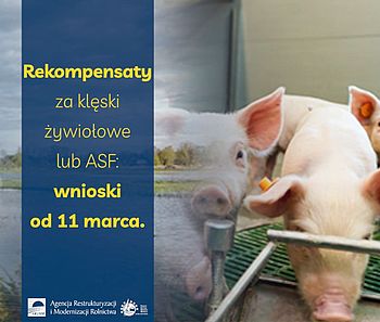 Rekompensaty za klęski żywiołowe lub ASF: wnioski od 11 marca. 