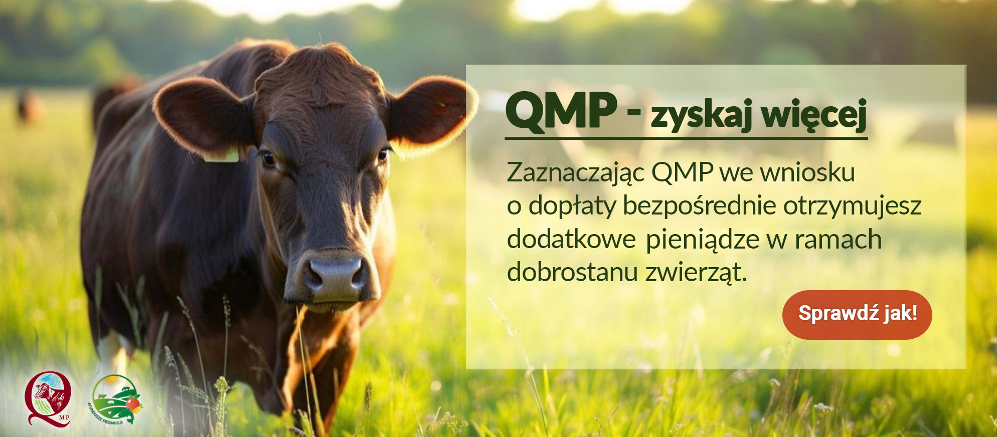 Krowa na trawie na tle zachodzącego słońca. Obok tekst zachęcający do zaznaczenia QMP we wniosku o dopłaty, co ma stanowić dodatkowe korzyści finansowe związane z dobrostanem zwierząt. Przyciski z logo.