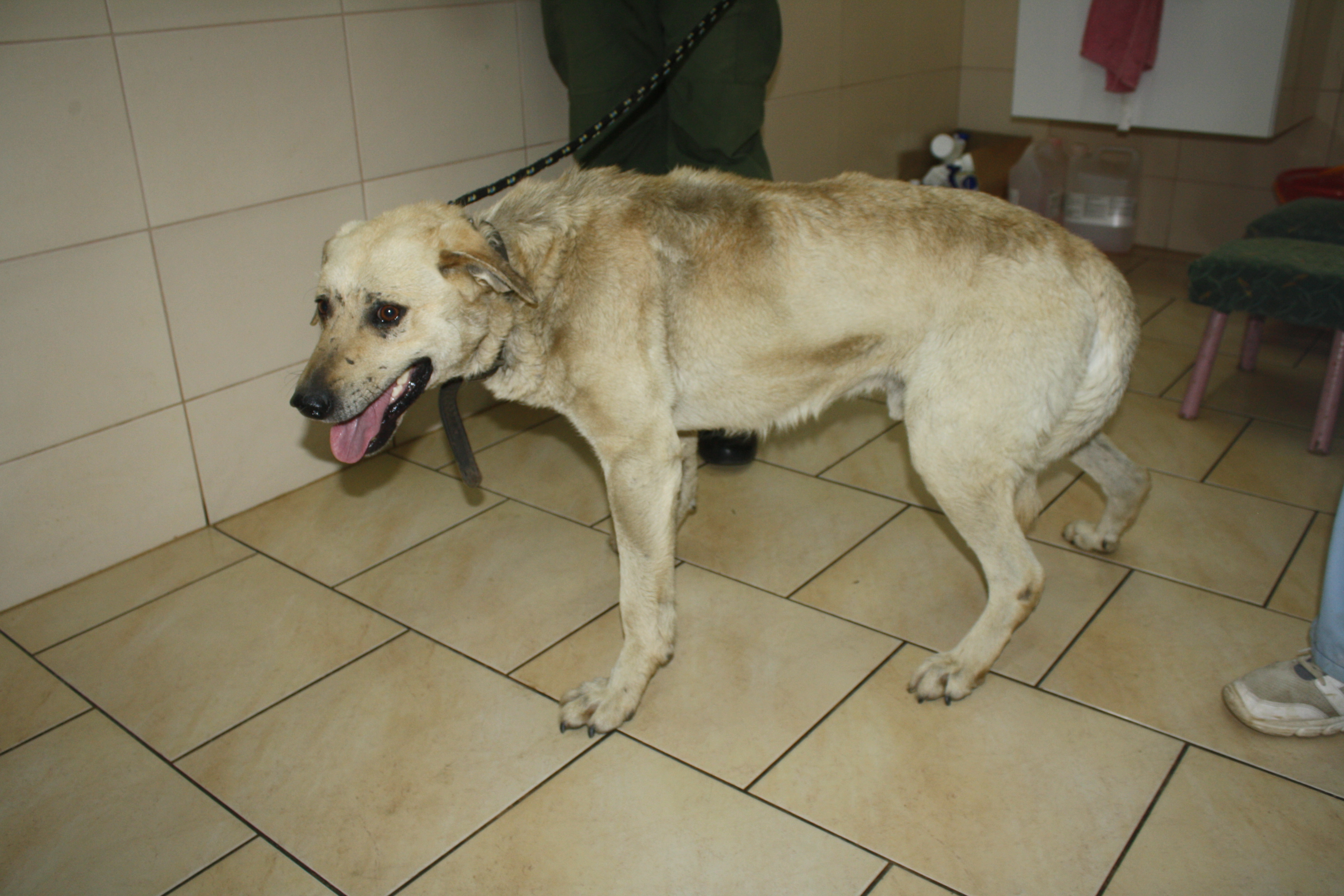 Posiadanie psa to wielka odpowiedzialność