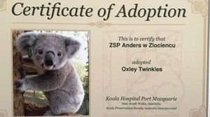 Adoptowali trzy koale 