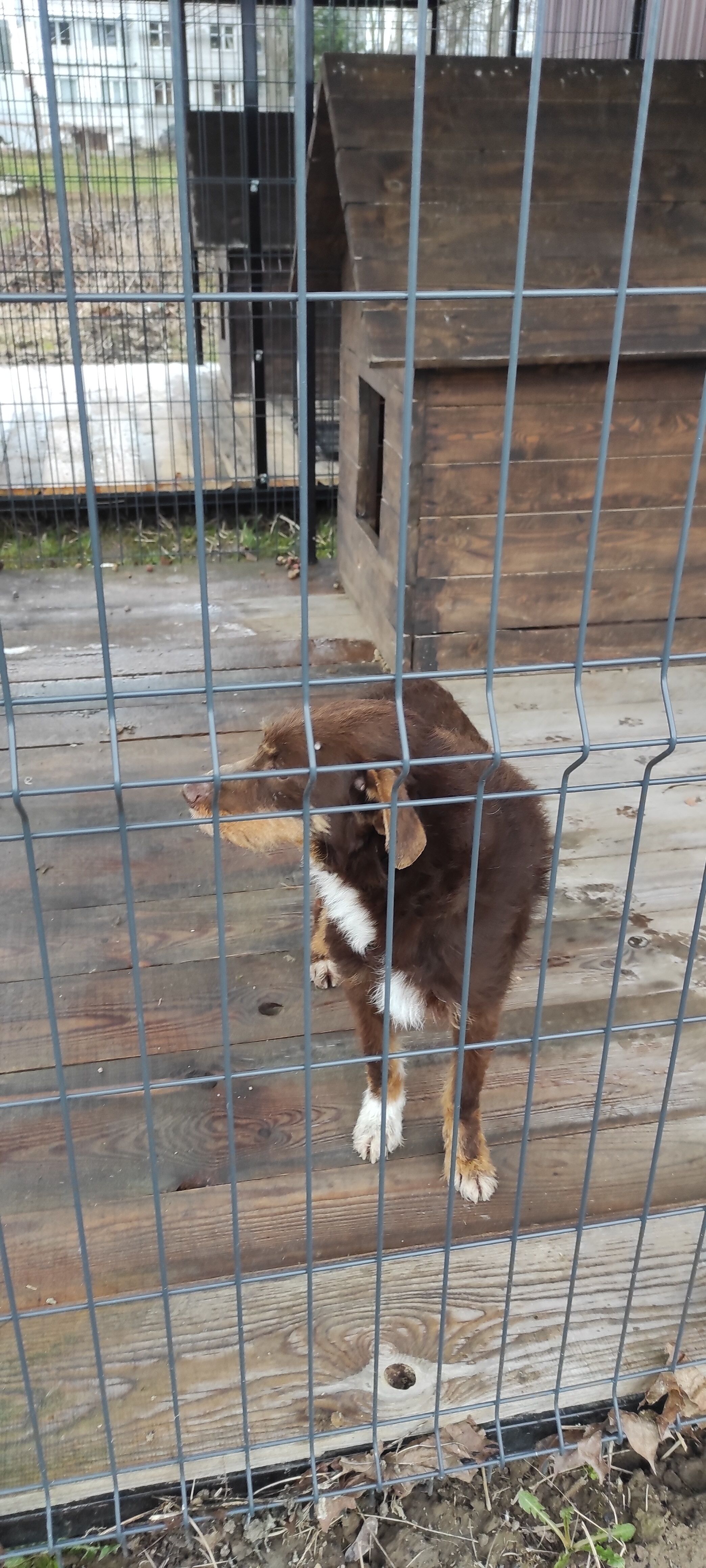 Pies o brązowo-białym umaszczeniu w metalowej klatce na zewnątrz, obok drewnianej budki.