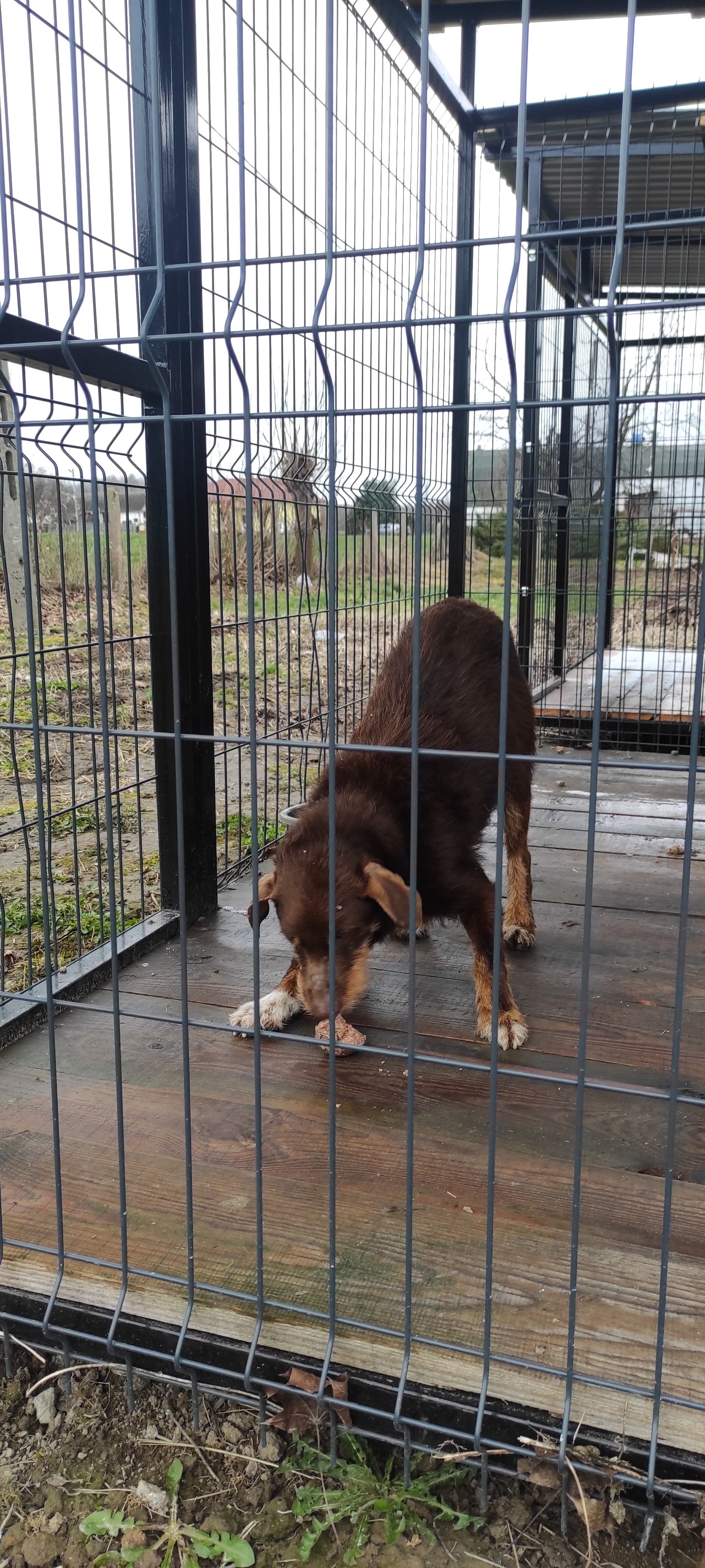 Pies o brązowo-białym umaszczeniu w metalowej klatce na zewnątrz, obok drewnianej budki.