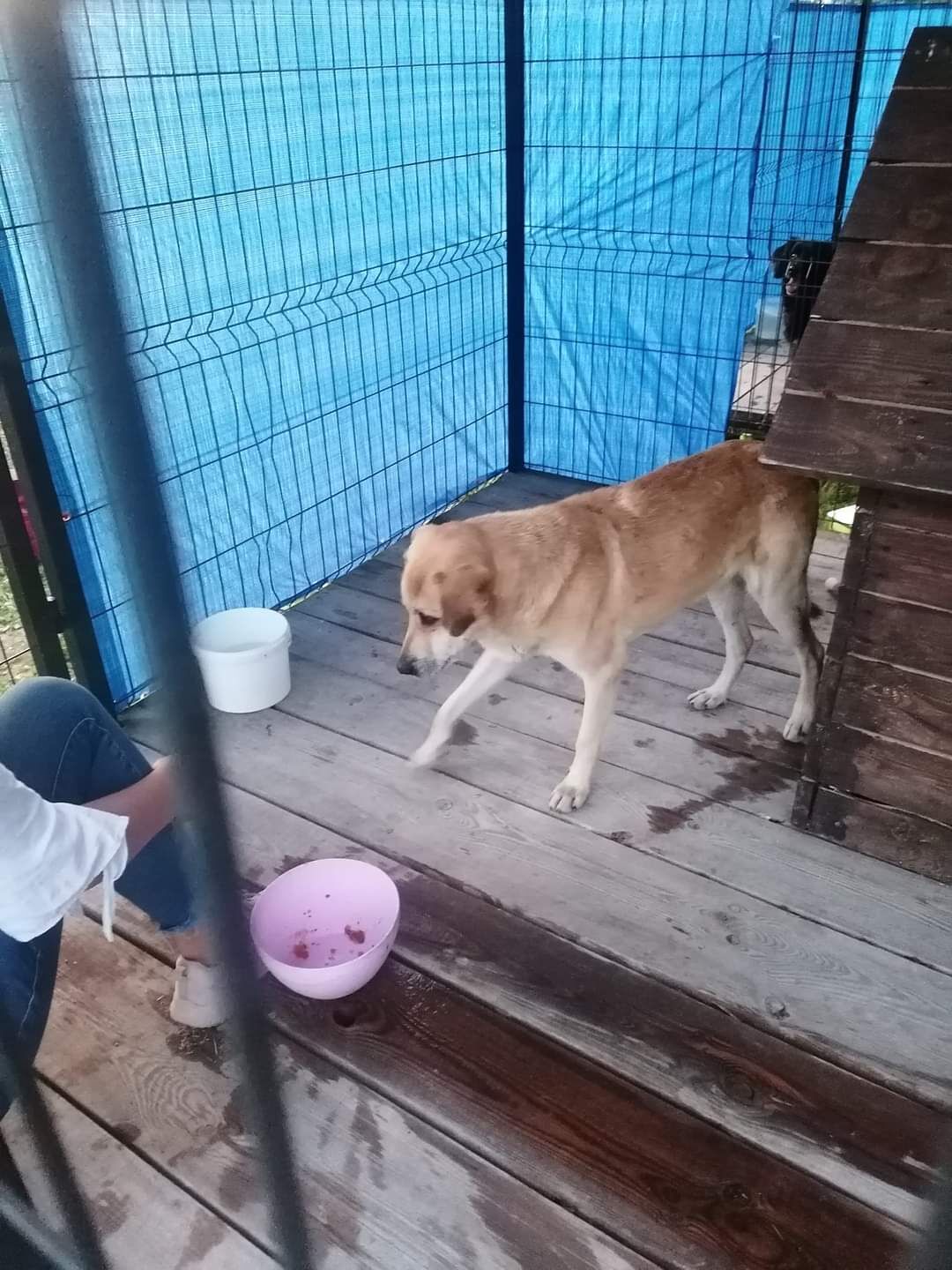 Pies o jasnym umaszczeniu chodzi po drewnianym tarasie przy metalowej siatce. Obok biały kubek i różowa miska.