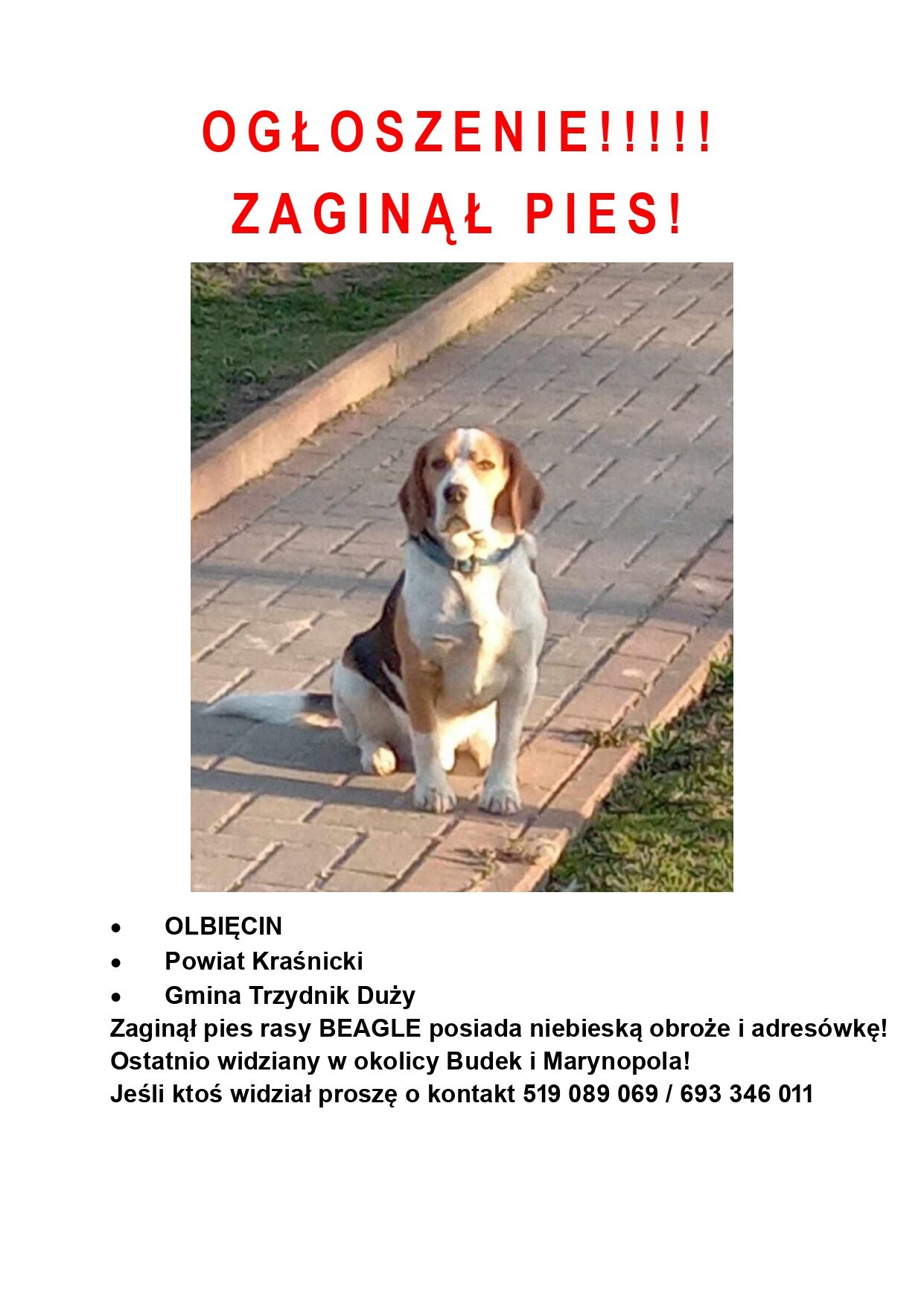 Na plakacie widnieje zdjęcie beagle'a siedzącego na chodniku. Tytuł: "OGŁOSZENIE! ZAGINĄŁ PIES!" Podano lokalizację: Olbięcin, gmina Trzydnik Duży, oraz numery telefonów kontaktowych.